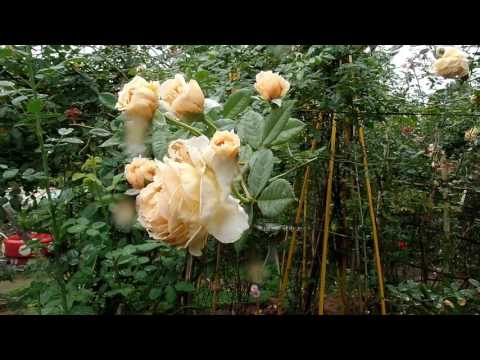 Video Hồng leo Crown Princess Margareta Rose - youtube