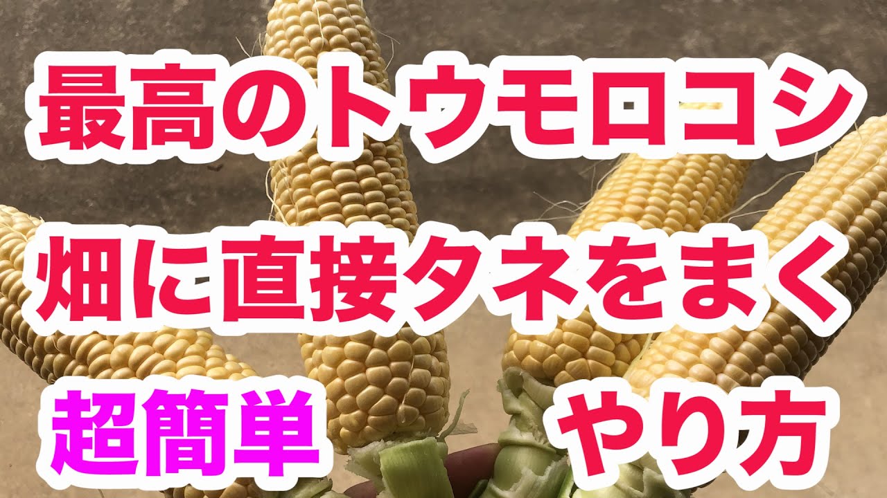 今年こそ最高のトウモロコシを作ろう　簡単な直播栽培のやり方