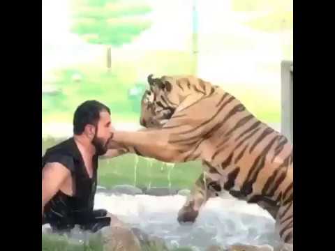 اقوى صراع بين رجل و نمر