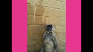 Funny monkey after electric shock #funny #monkey