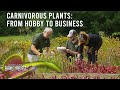 Transformer les plantes carnivores dun passetemps en une entreprise  md fh