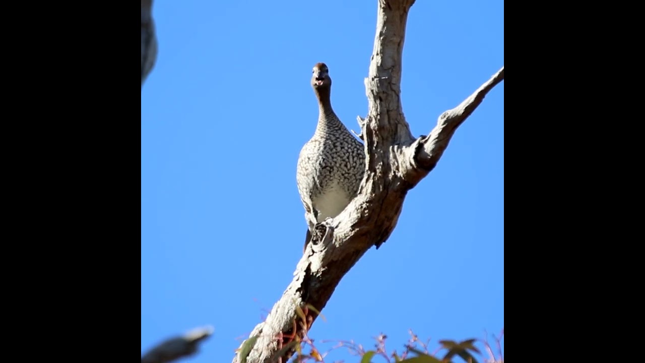 Wait... A Duck in a Tree? 🦆🌳