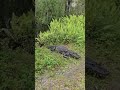 People encounter several alligators while walking along a hiking trail!
