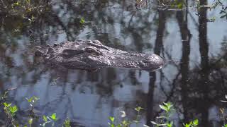 Alligator swimming in a ditch