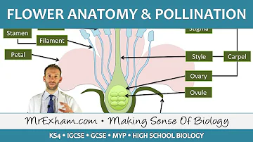 Plant reproduction - Flower anatomy and pollination - GCSE Biology (9-1)