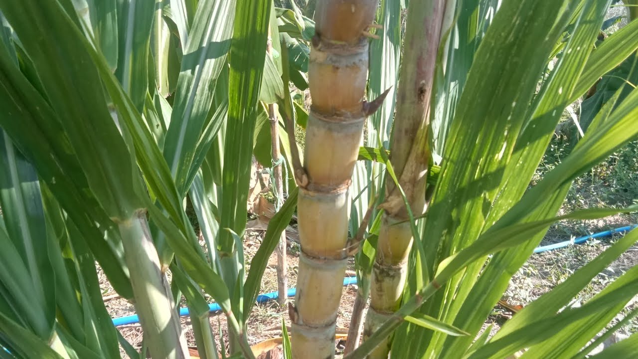 อัปเดท การเร่งกิ่งแขนง #อ้อยเหลืองสีทองยูนาน เพื่อขยายพันธุ์ 0863152145 
