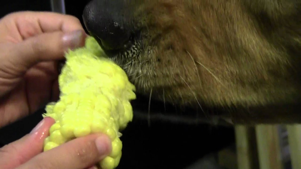Golden Retriever eats corn close up - YouTube