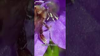 Privatization of Nature