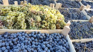 16 сентября 2023 виноград винных сортов для вина которые можно купить в Санкт-Петербурге