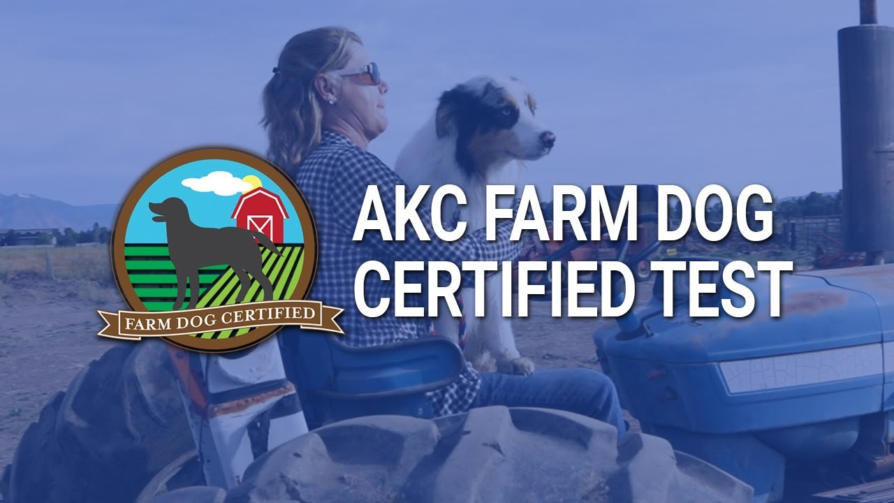AKC Farm Dog Certified Test - YouTube