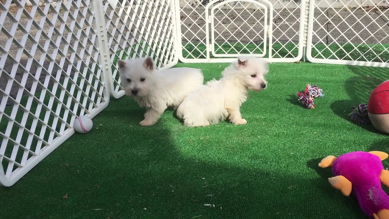 meurig kennels westies