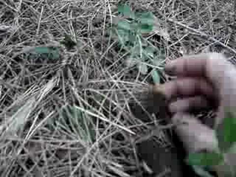 Vídeo: En quin tipus de sòl creixen les múrgoles?