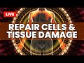 Reduce Inflammation In Your Body | Repair Cells &amp; Tissue Damage | Overcome Pain Discomfort &amp; Agony