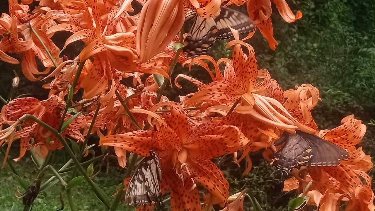 Witches Roots Unboxing August 2025