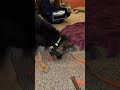 Rude bowl runs out of ice. #gsdlife #germanshepherd #gsds #puppy #puppy #funnypuppy
