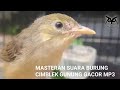 Masteran Burung Cimblek gunung (Cigun) Gacor full tembakan untuk memancing burung macet bunyi MP3