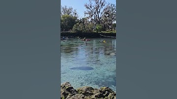 3 minutes of the life of manatees (Timelapse) #manatee #crystalriver #florida #Timelapse