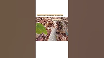 #ratsnake #nonvenomous #snake was tangled in the net and died #snake #snakevideo