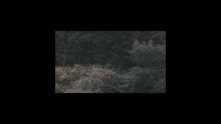 Miniatura de vídeo de "VELVET -  MEDŽIAI MELAGIAI (Rikotumivibu Remix)"
