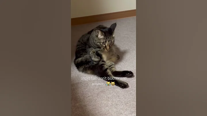 Video 11843251: clean cute funny cat