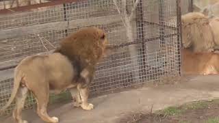 Чип всё тот же! Парк львов Тайган ❤️ 