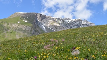 Understanding Species Responses to Climate Change: The Role of Population and Community Ecology