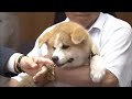 プーチン大統領に県が贈った秋田犬「ゆめ」死ぬ 「もう少し生きてほしかった」関係者が思いはせる 秋田 (26/05/15 12:00)