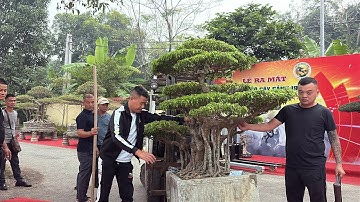 Dàn cây cỡ đại tại TLSVC hội 1978. KM 13/12/2025 Duy Tiên Hà Nam| Quảng Tùng