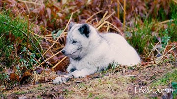 Idris Abkar Athkar 🤩 اذكار الصباح ادريس ابكر утренний и вечерний зикр ❤🤲🏽