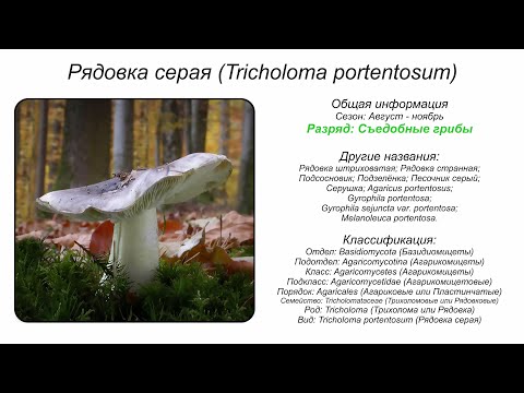 Рядовка серая (Tricholoma portentosum)