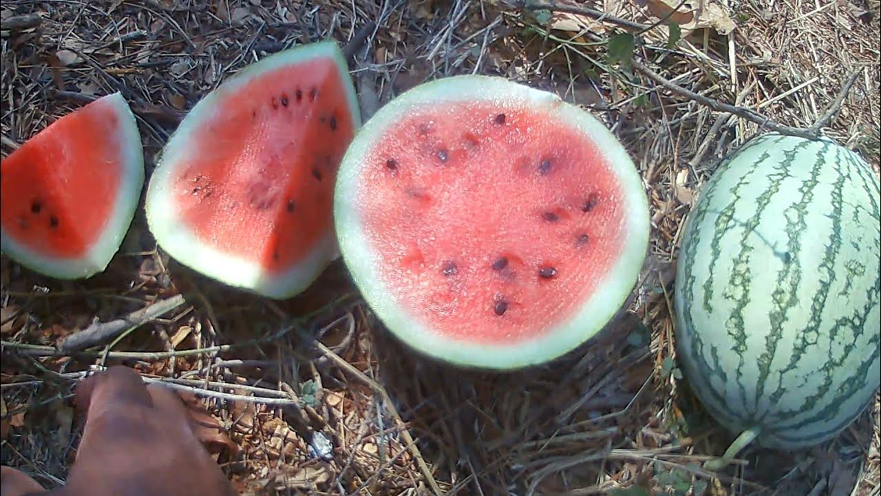 summer 🌡🌞special watermelon farm visit♥️ and tasting fresh melons
