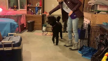 KPA Use a Target to Teach a New Behavior (Lesson 7 Ex. 7.5) Kaylee Walton w/ Louie