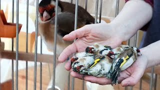 علاج الاسهال عند طائر الحسون وانتفاخ الريش لجميع العصافير المغرده