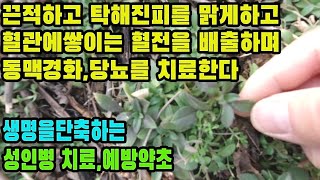 점나도나물(지갑채)―위장의 기능을 강화하여 신체의 활력을 증진시키고, 혈관을 튼튼하게 하여  성인병을 예방 및 치료한다