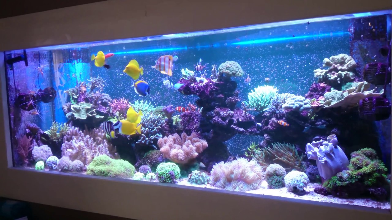 Aquarium récifal 940l brut. YouTube