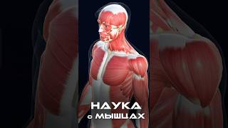 Что такое миология?  #Миология  #мышцы  #массаж #массаж