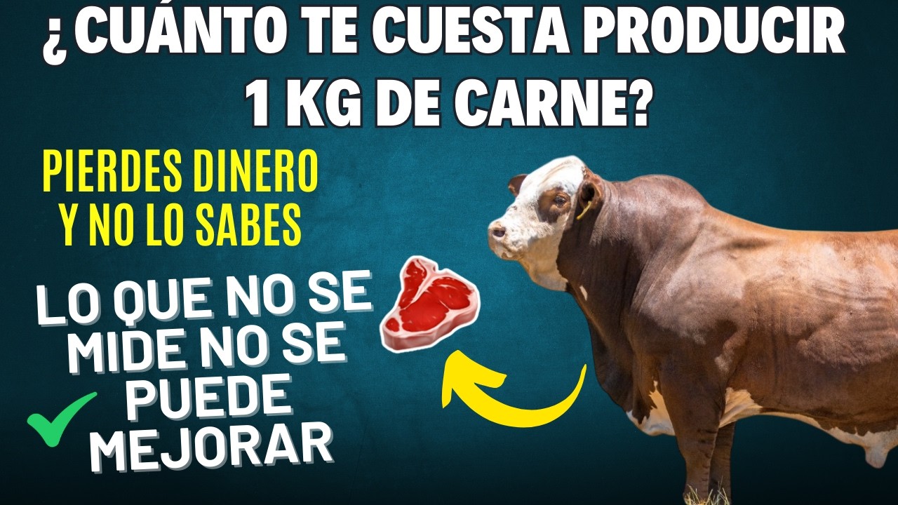 ¿SABES CUÁNTO TE CUESTA PRODUCIR 1 KG DE CARNE? LA MAYORÍA NO Y ESTÁN PERDIENDO DINERO 🐂🥩