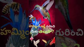 #HUMMING BIRD... FACTS#SHORTS