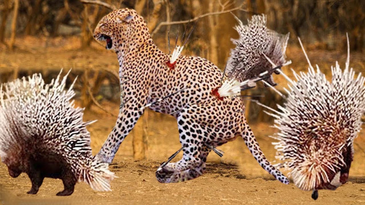 AMAZING Porcupine Kills Leopard Leopard Accept Painful To Defeat