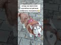 Встреча🥰 #собака #хаски #ласка_холодок #husky #dog #счастье #встреча #собакадругчеловека