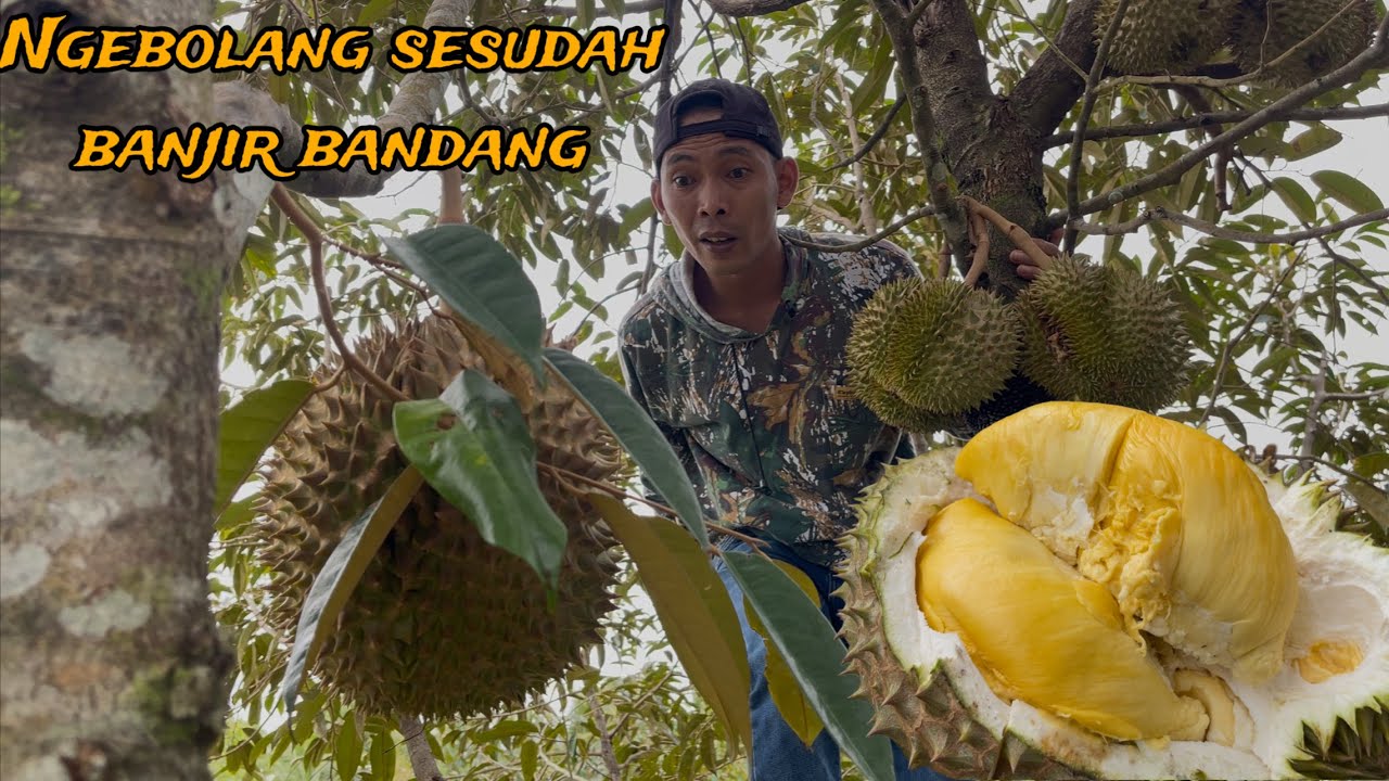 panen dan mukbang durian montong di pohon nya langsung ngebolang. Kondisi setelah banjir bandang