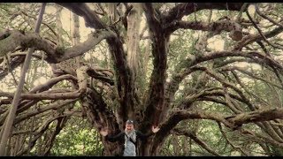Sacred Scottish Yew Trees