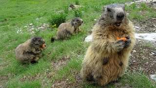 Marmottes gourmandes de Saas Fee