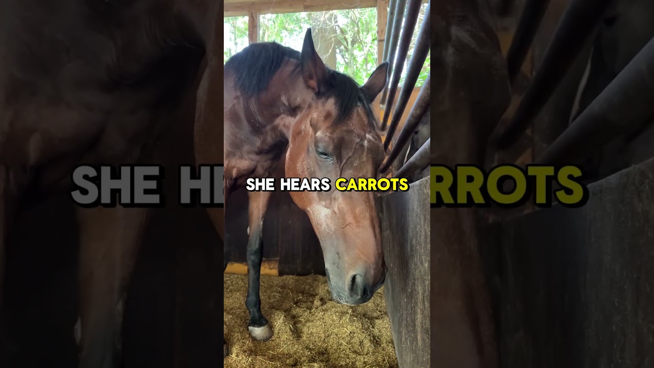 Did You Know? Umamusume (Hidden Secrets)