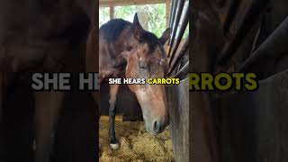 Did You Know? Umamusume (Hidden Secrets)