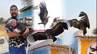 We Rescued Worlds Largest Bird - VULTURE 😱