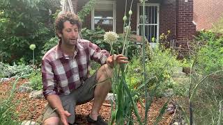 One Of The Easiest Foods To Grow The Food Forest? Alliums