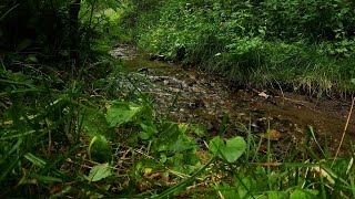 Babbling brook in the green forest. 8 hours of relaxing water sounds