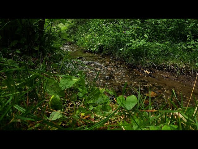 Babbling brook in the green forest. 8 hours of relaxing water sounds class=