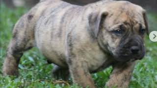 #Boerboel puppy growth time lapse